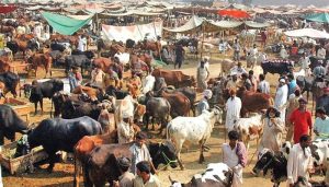 Eid al-Adha قریب، مویشی منڈیوں میں خریداروں کا رش بڑھ گیا