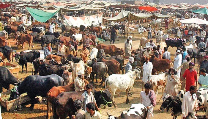 Eid al-Adha قریب، مویشی منڈیوں میں خریداروں کا رش بڑھ گیا