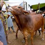 کراچی میں عیدالاضحیٰ پر قصائیوں کے نرخ جاری، چھریوں اور دھار کی قیمتیں بھی بڑھ گئیں