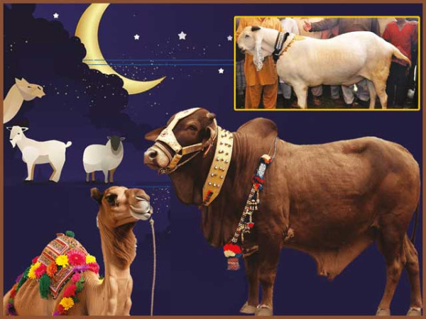 خیبر پختونخوا حکومت کا عیدالاضحیٰ پر 4 روزہ چھٹیوں کا اعلان