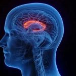 سرجری کے بغیر دماغی نیورونز کو متحرک کرنے میں اہم پیش رفت