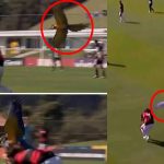 برازیل میں فٹبال میچ کے دوران طوطے کی انٹری، مقابلہ دو بار روکنا پڑ گیا