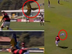 برازیل میں فٹبال میچ کے دوران طوطے کی انٹری، مقابلہ دو بار روکنا پڑ گیا